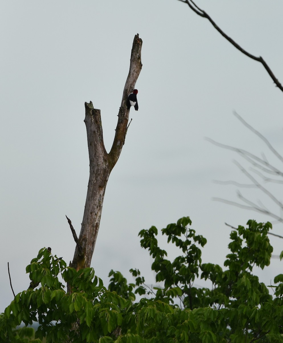 Red-headed Woodpecker - ML619731215