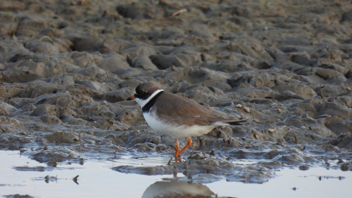 Semipalmated Plover - ML619731242