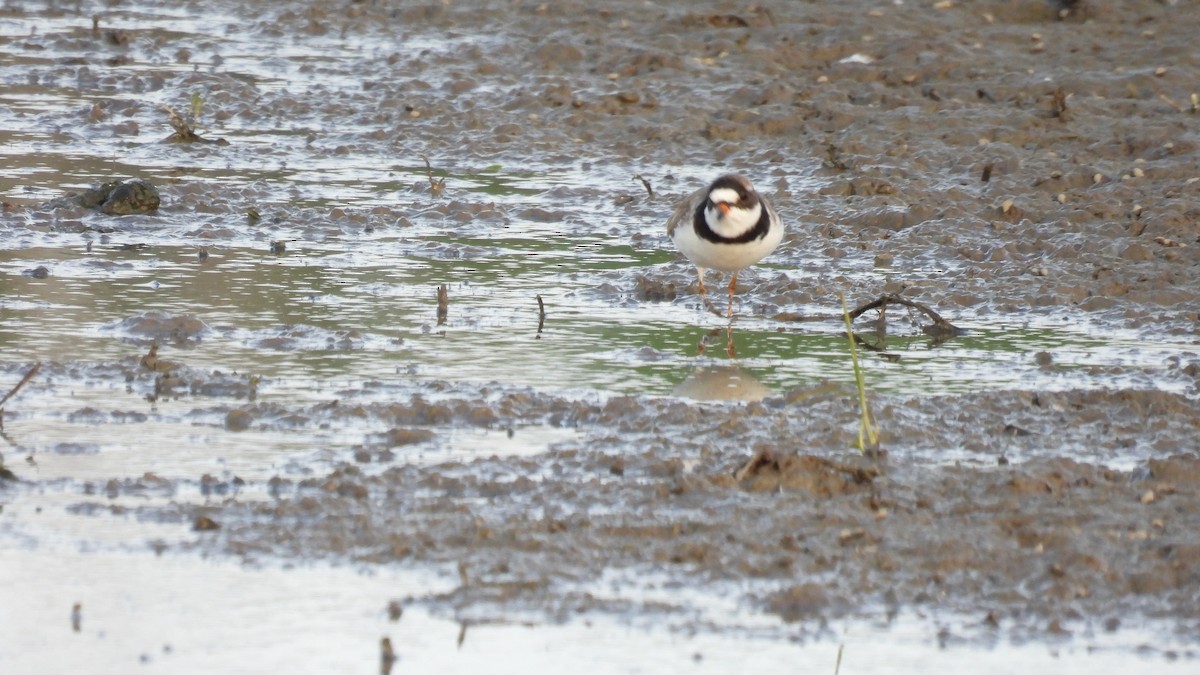Semipalmated Plover - ML619731243