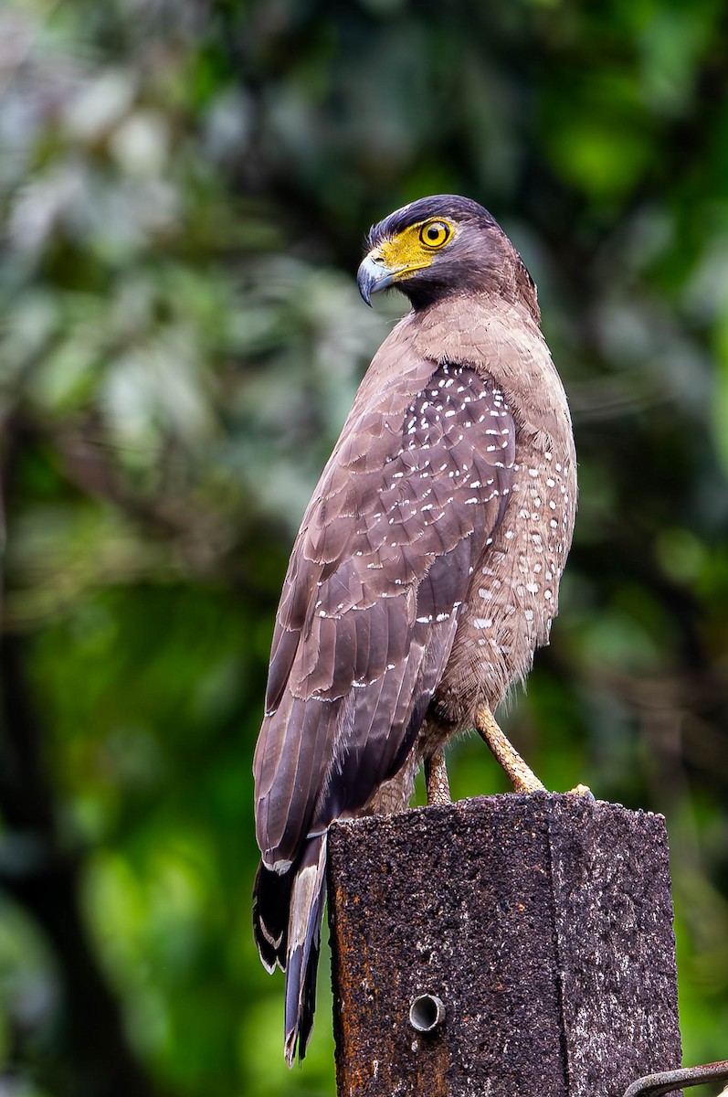 Crested Serpent-Eagle - ML619731282
