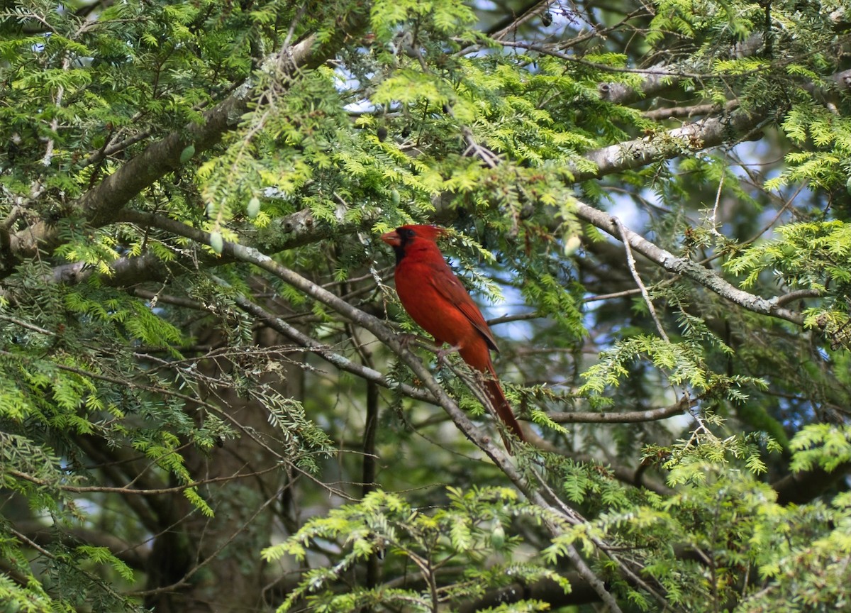 Cardinal rouge - ML619731290