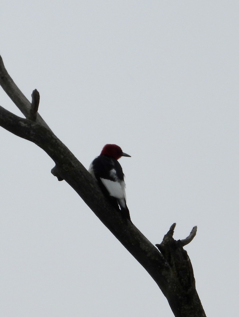 Red-headed Woodpecker - ML619731298
