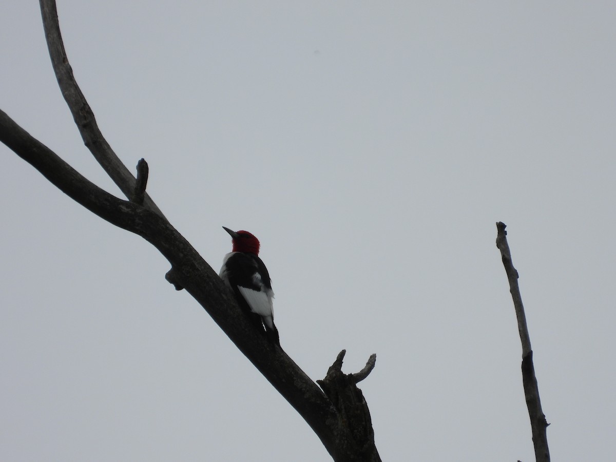 Red-headed Woodpecker - ML619731299