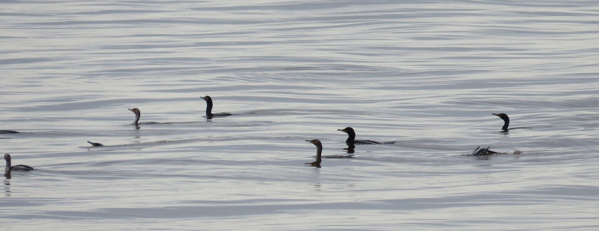 Double-crested Cormorant - ML619731373