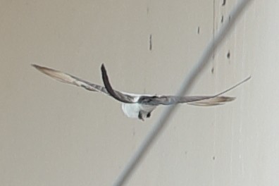 Fork-tailed Flycatcher - ML619731376
