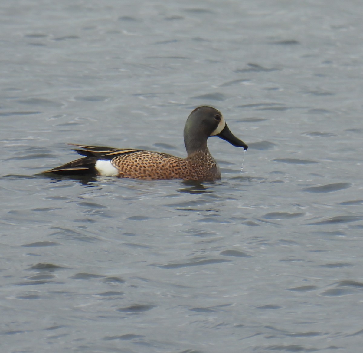Blue-winged Teal - ML619731455
