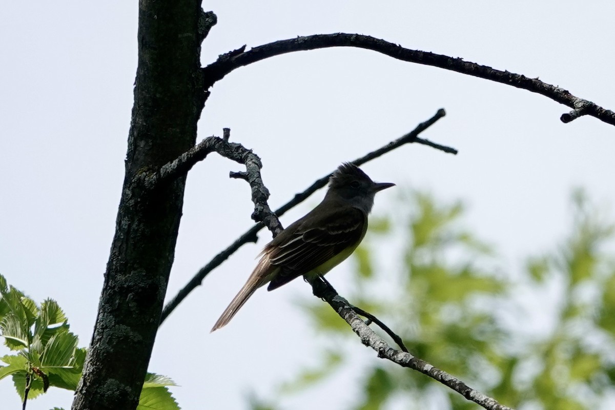 Great Crested Flycatcher - ML619731471