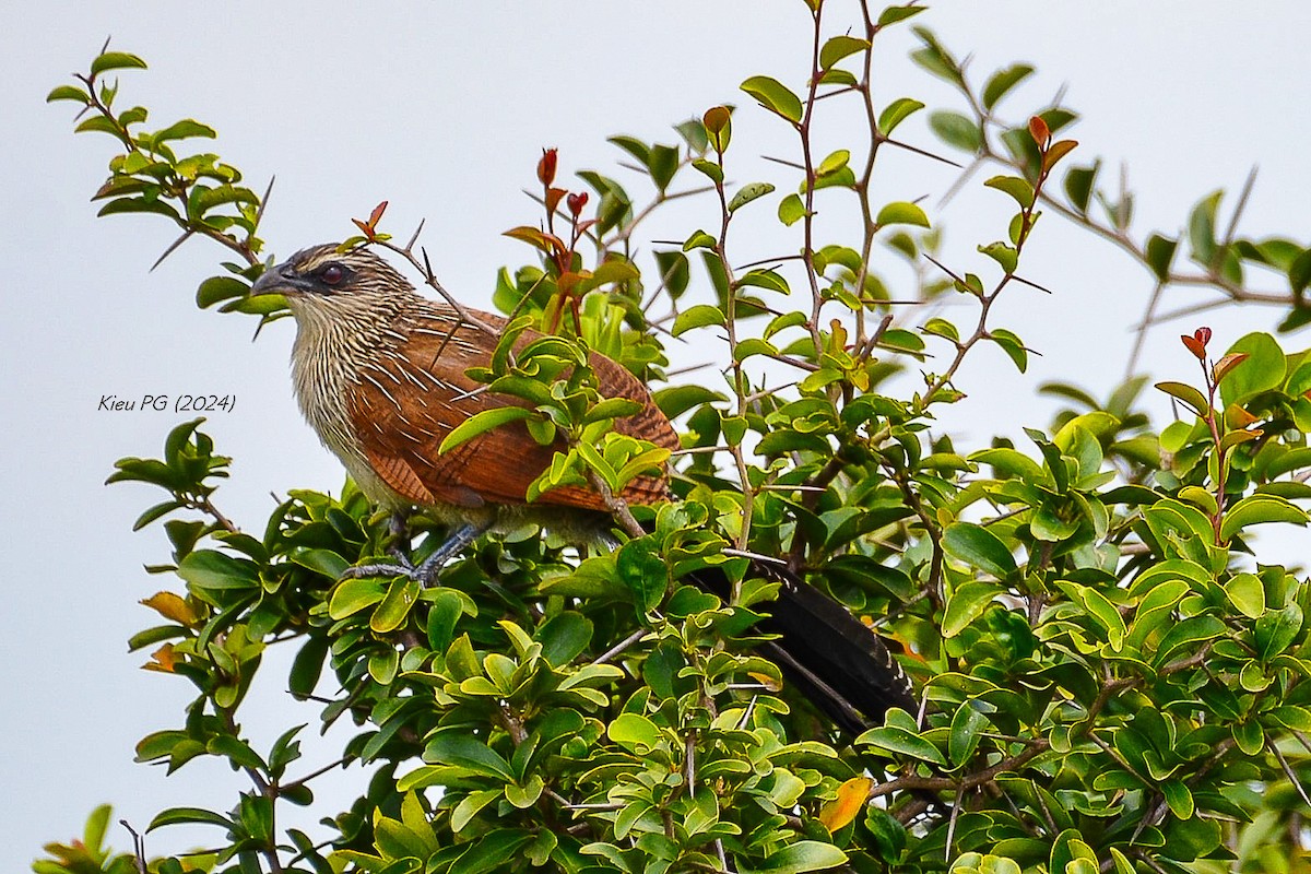 White-browed Coucal - ML619731482