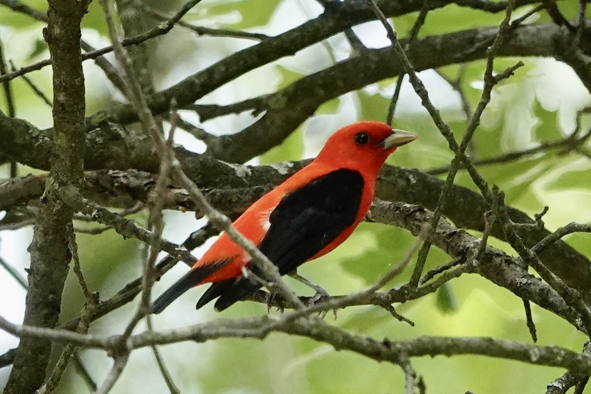 Scarlet Tanager - ML619731494