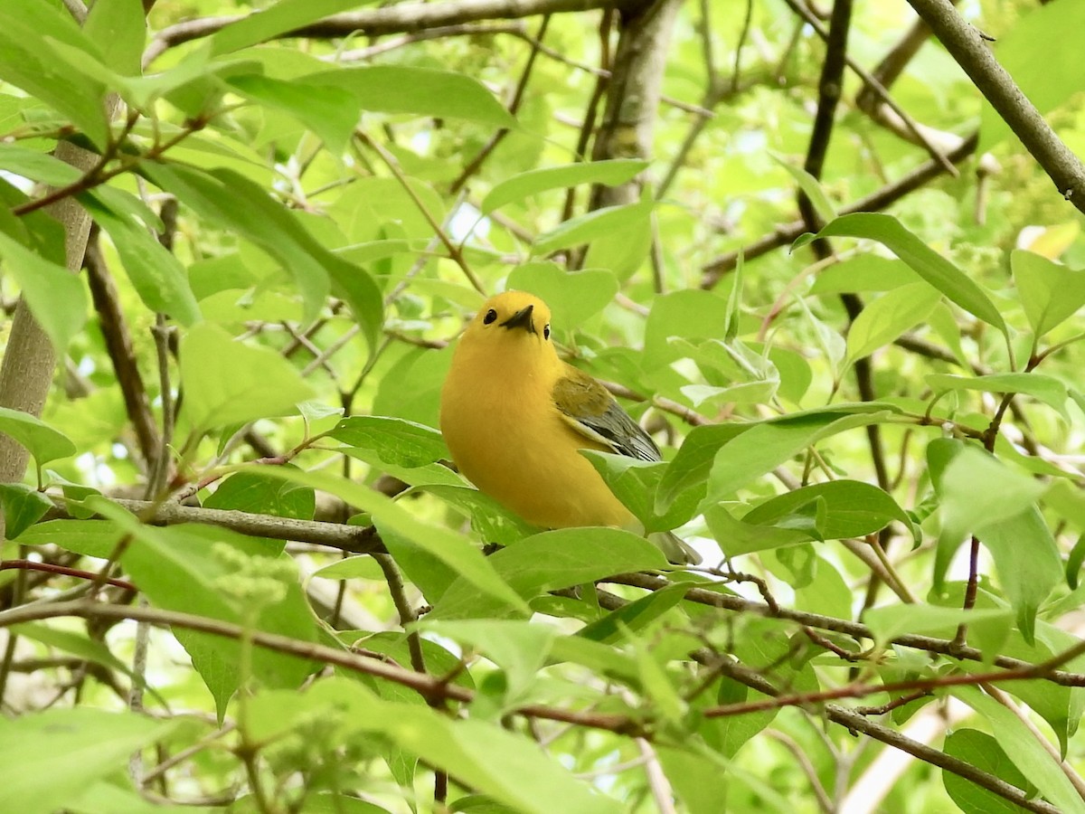 Prothonotary Warbler - ML619731496