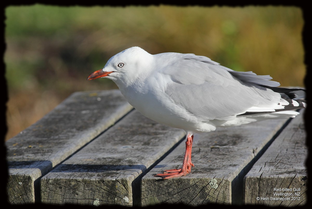 Silver Gull (Red-billed) - ML61973151