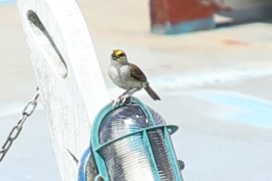 Yellow-browed Sparrow - ML619731686