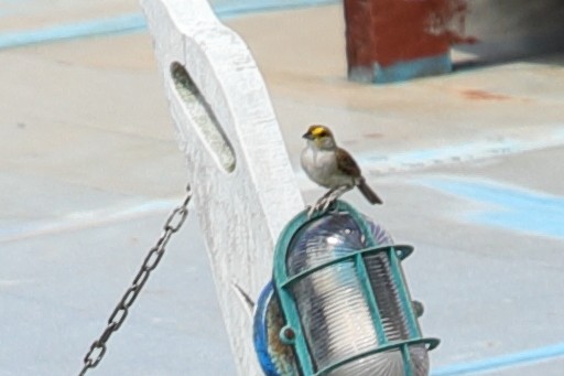 Yellow-browed Sparrow - ML619731688