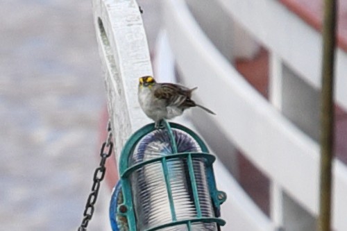 Yellow-browed Sparrow - ML619731689