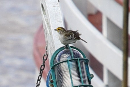 Yellow-browed Sparrow - ML619731690
