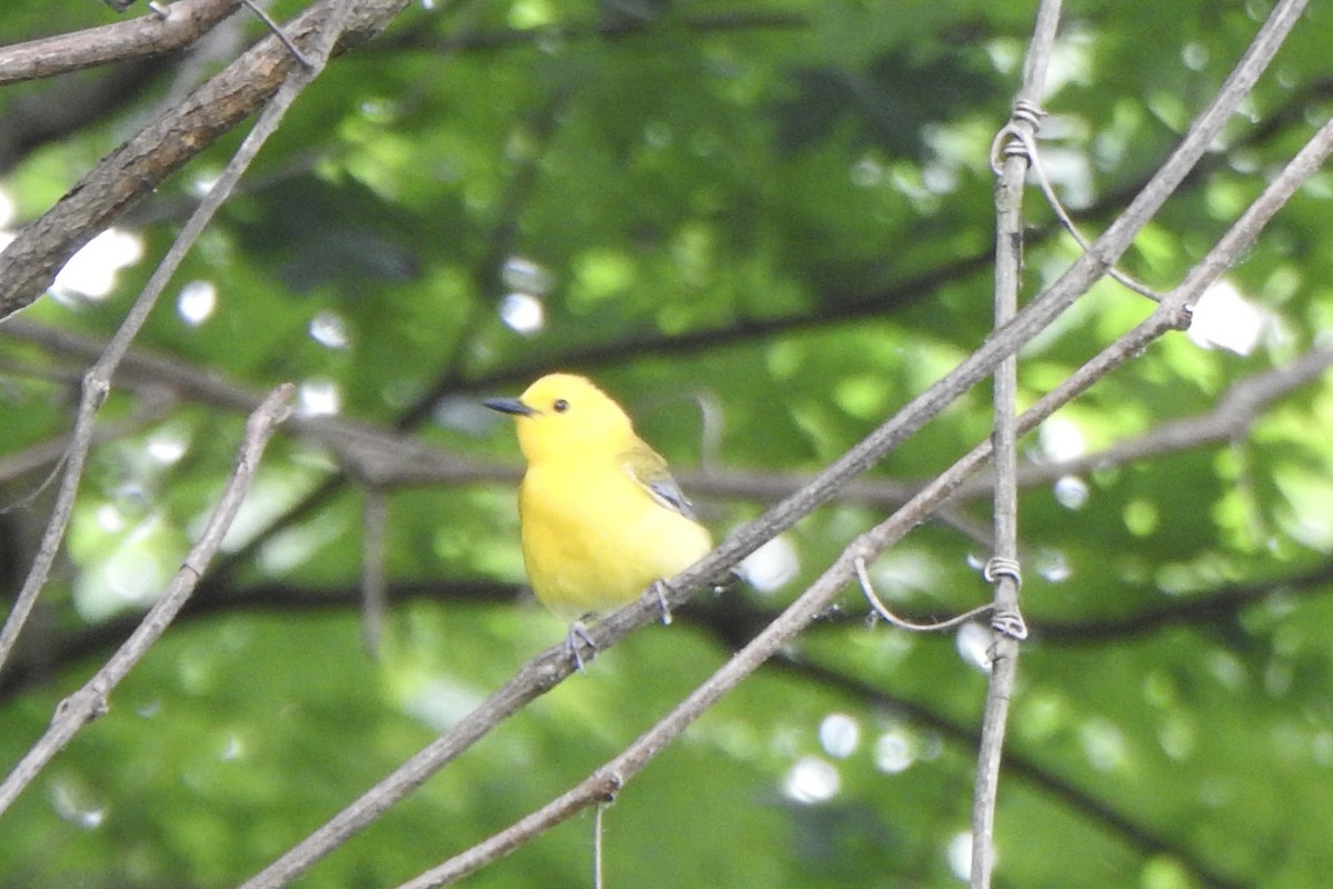 Prothonotary Warbler - ML619731758