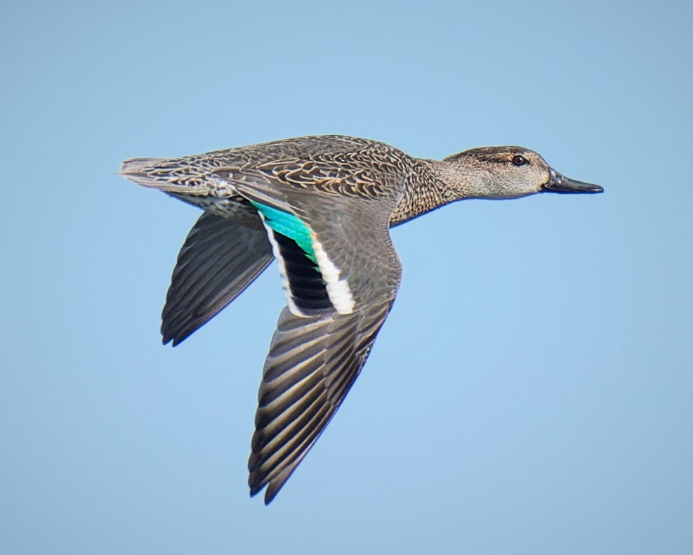 Green-winged Teal - ML619731801