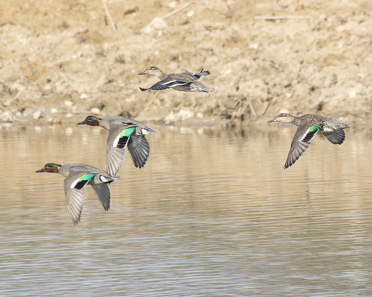 Green-winged Teal - ML619731802