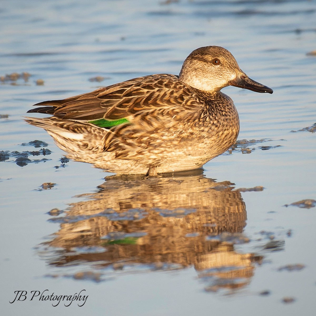 Green-winged Teal - ML619731803