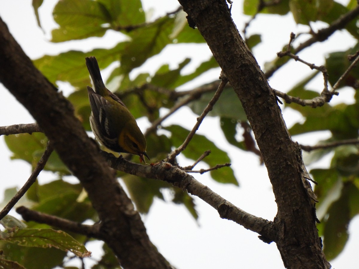 Black-throated Green Warbler - ML619731824