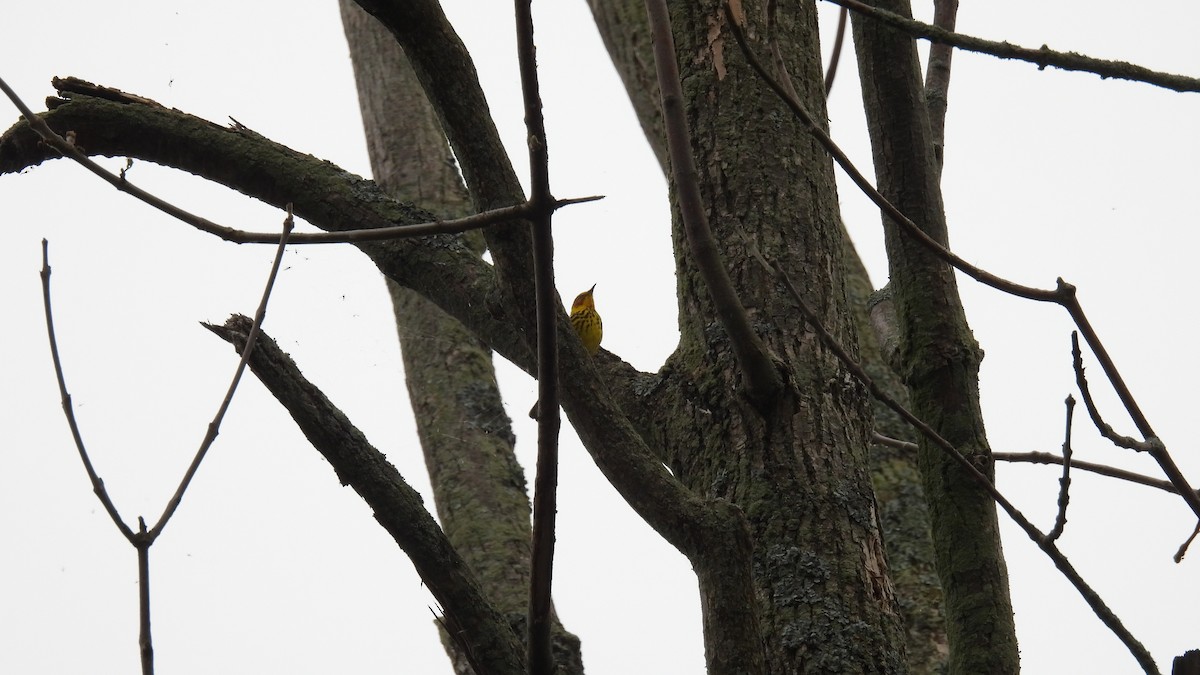 Cape May Warbler - ML619731910