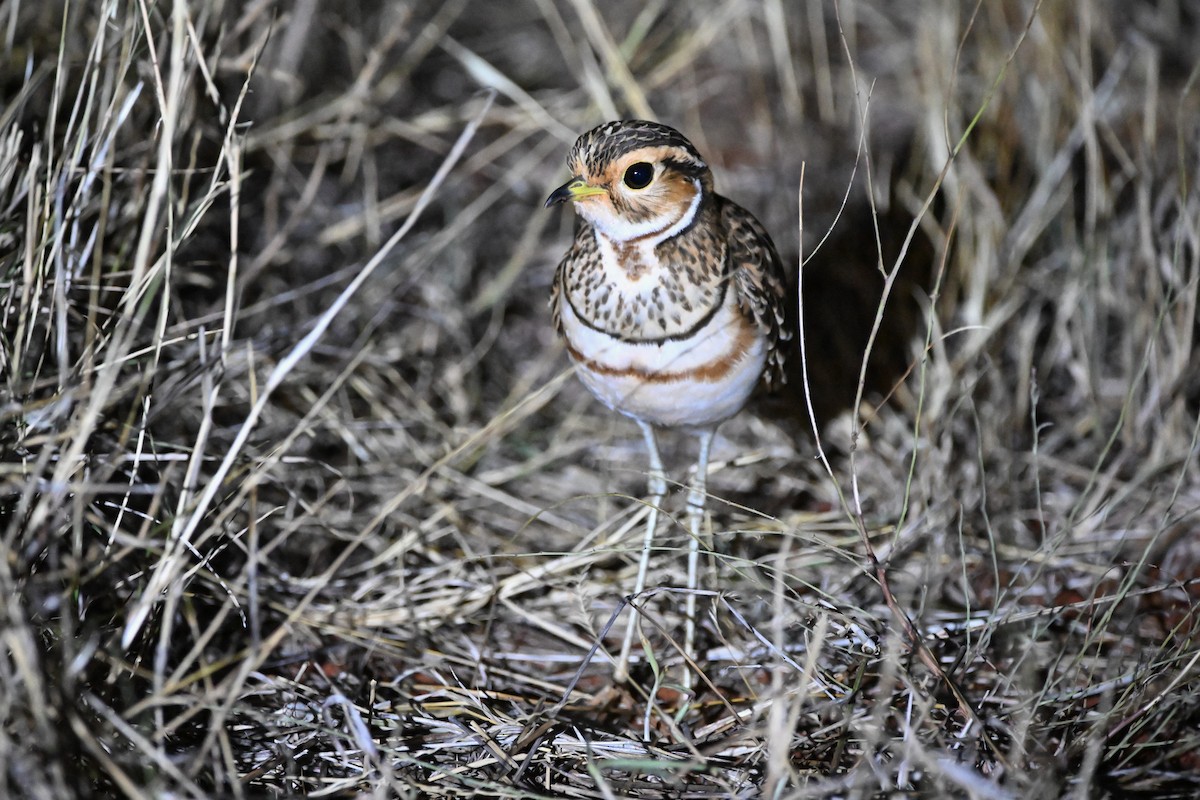 Three-banded Courser - ML619731926