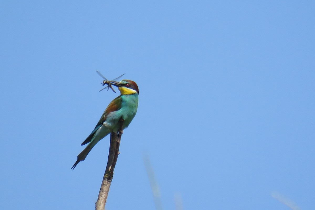 European Bee-eater - ML619731930