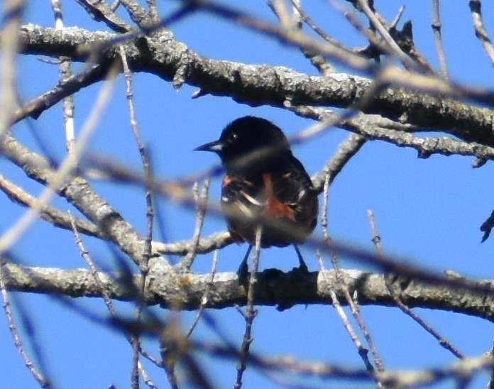 Orchard Oriole - ML619731931