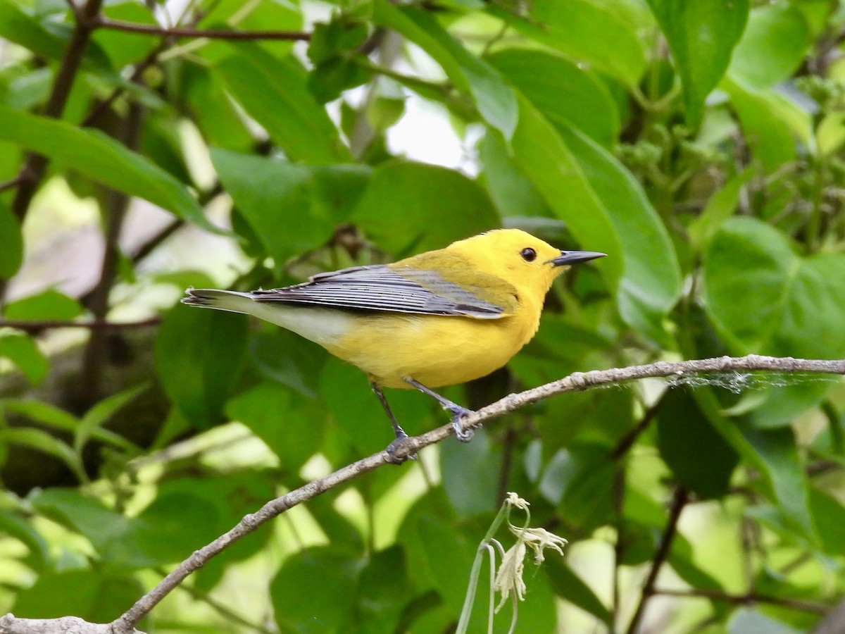 Prothonotary Warbler - ML619731932
