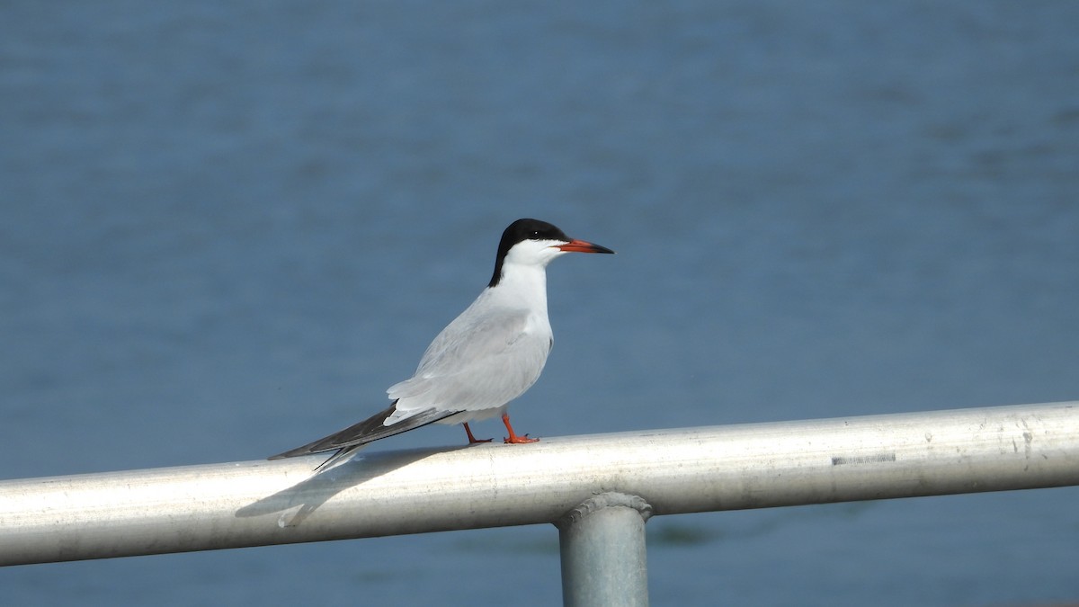 Common Tern - ML619731933