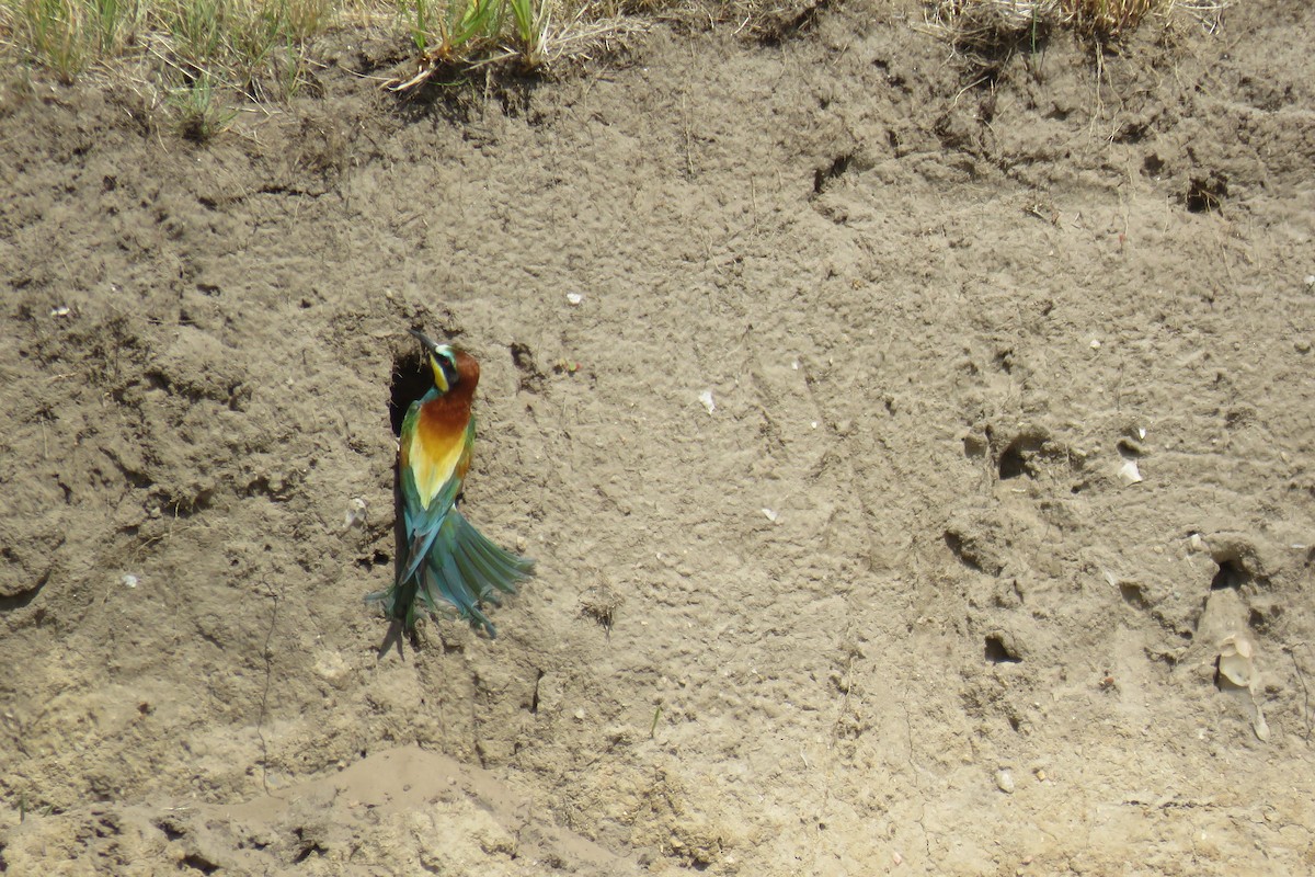 European Bee-eater - ML619731938
