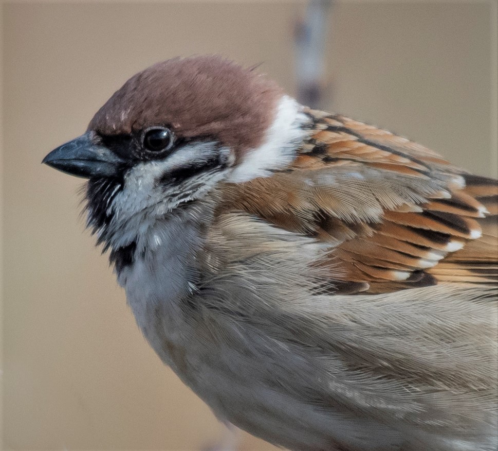Eurasian Tree Sparrow - ML619731958