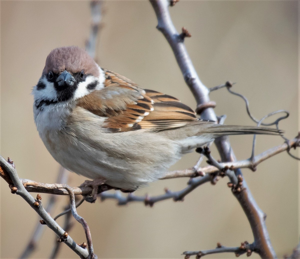 Eurasian Tree Sparrow - ML619731959
