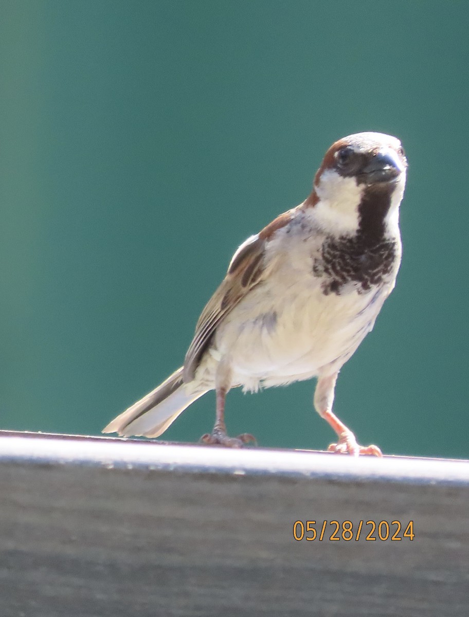 House Sparrow - ML619731966