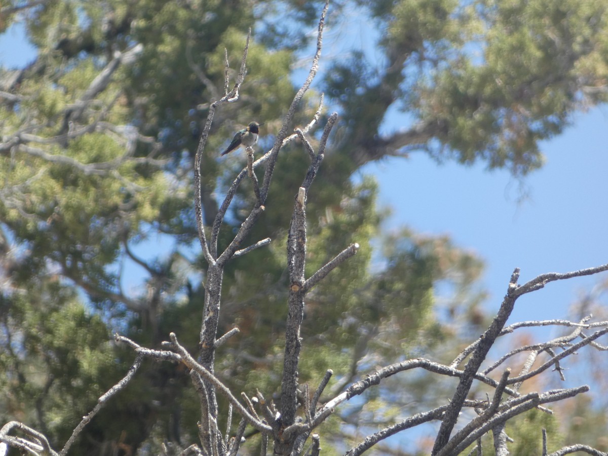 Broad-tailed Hummingbird - ML619731974