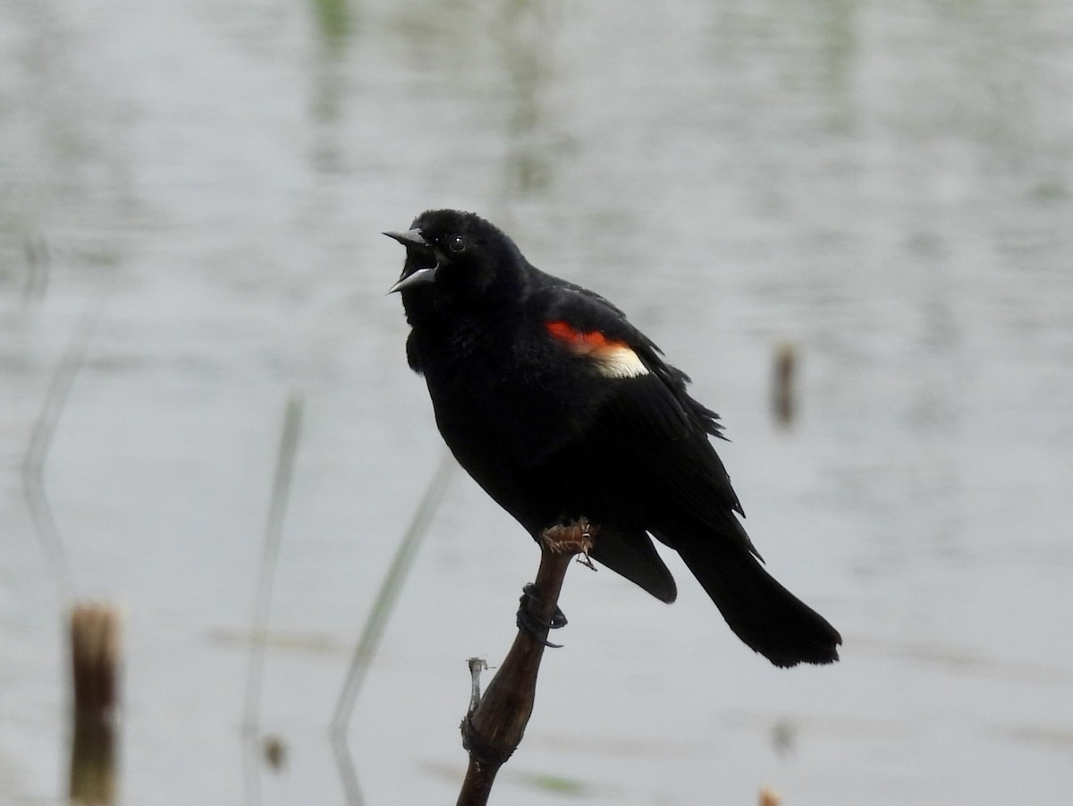 Red-winged Blackbird - ML619731986