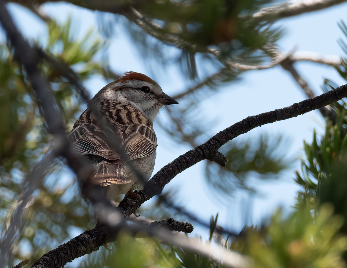 Chipping Sparrow - ML619732005