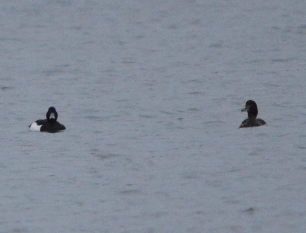 Tufted Duck - ML619732017