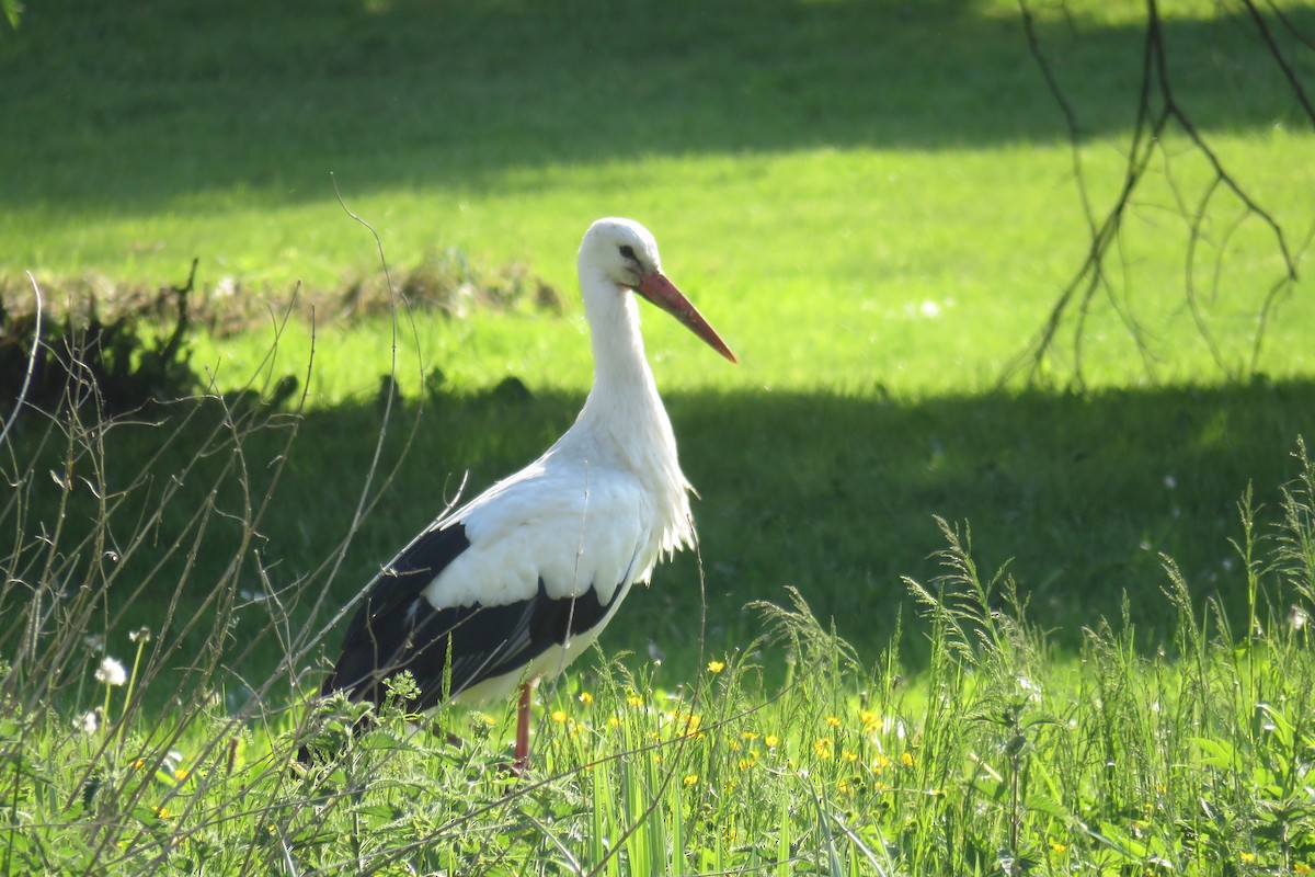 White Stork - ML619732063