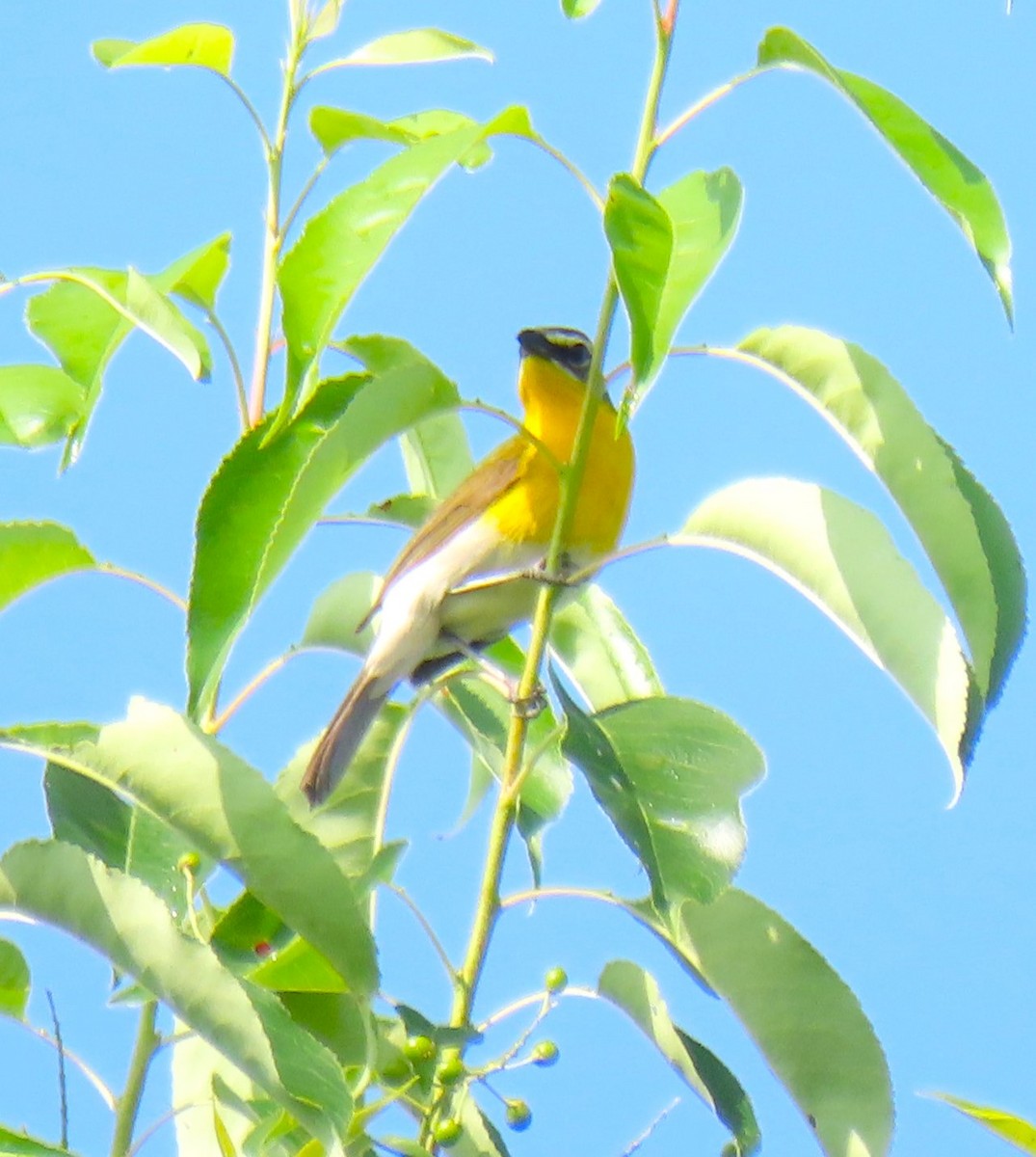 Yellow-breasted Chat - ML619732064