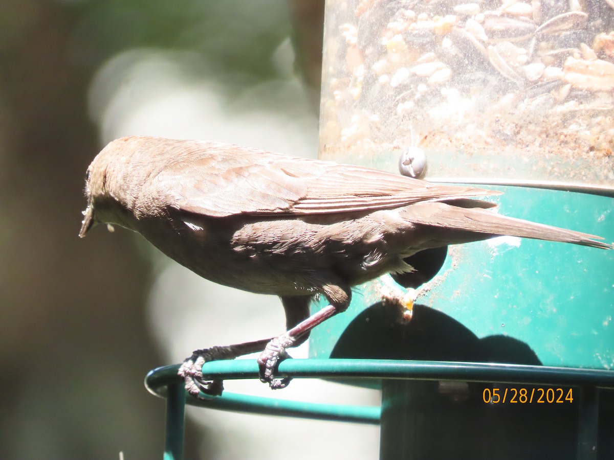 Brown-headed Cowbird - ML619732069