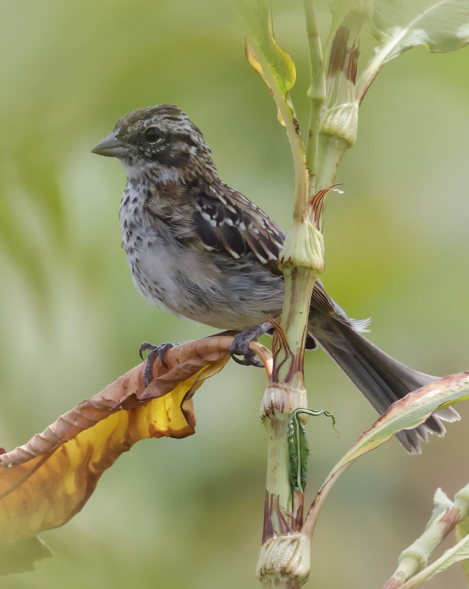 Rufous-collared Sparrow - ML619732088