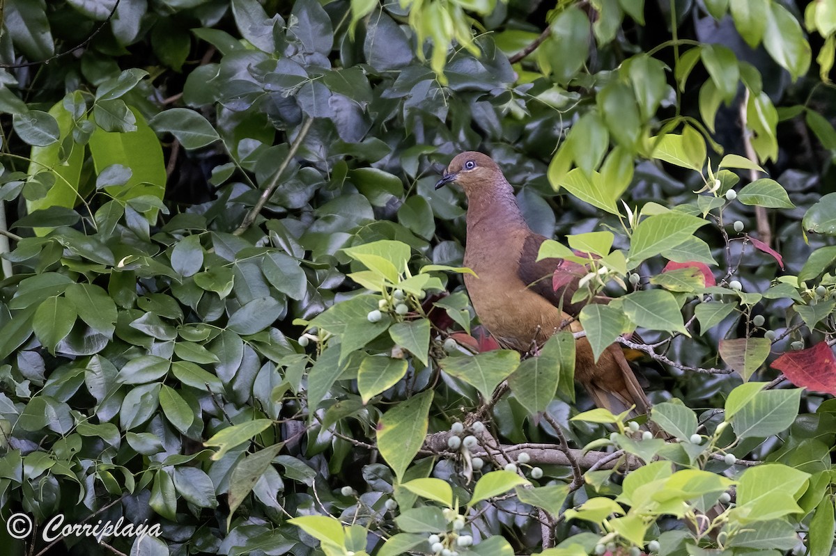 Brown Cuckoo-Dove - ML619732104