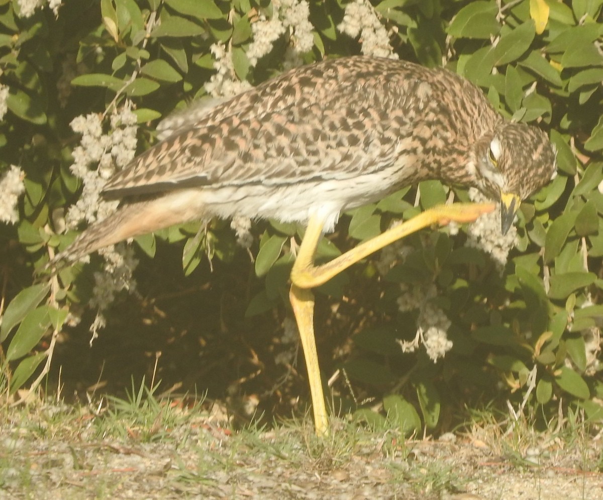 Spotted Thick-knee - ML619732127