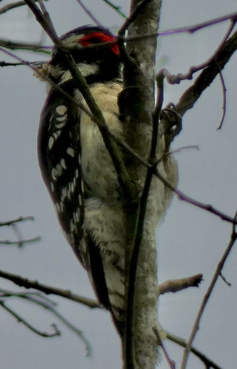 Downy Woodpecker - ML619732132