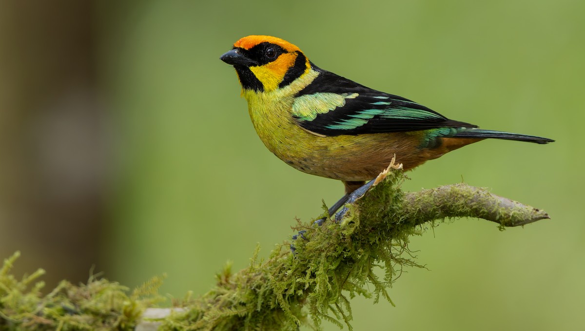 Flame-faced Tanager - ML619732162