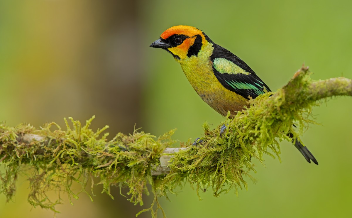 Flame-faced Tanager - ML619732163