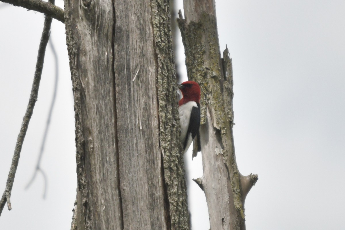 Red-headed Woodpecker - ML619732165