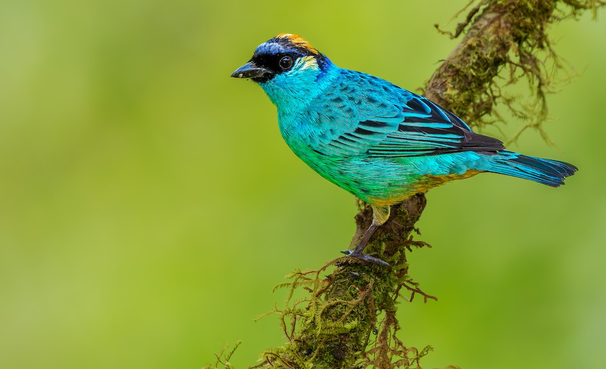 Golden-naped Tanager - ML619732167