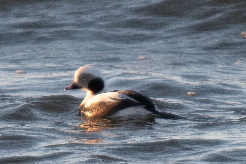 Long-tailed Duck - ML619732170